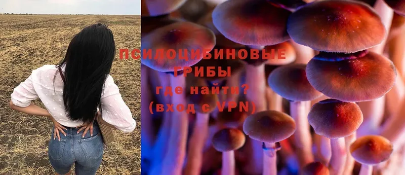 Псилоцибиновые грибы Psilocybine cubensis  даркнет состав  Волгореченск 